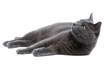 Fototapeta premium Gray cat with green eyes, Russian blue cat