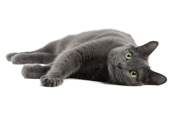 Gray cat with green eyes, Russian blue cat - obrazy, fototapety, plakaty