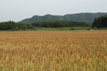 麦畑と山