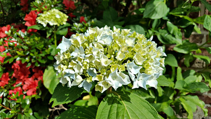 한국 제주도 수국 꽃