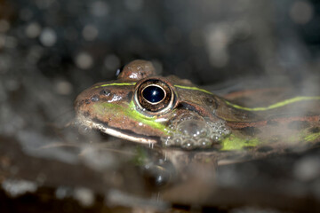 トウキョウダルマガエル