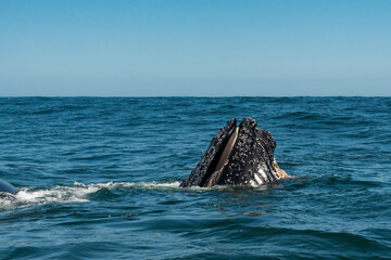 Humpback whale feeding on krill, Atlantic Ocean, South Africa.