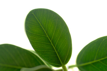 Obraz premium ガジュマルの葉