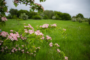 Pink and white flowers on a twitch with green field in the background 