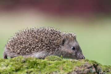 Beautiful portrait of hedgehog in the grass (Erinaceus europaeus)
