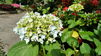 한국 제주도 수국 꽃