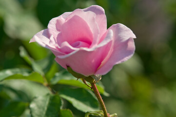 The name of this rose is "Early Spring".