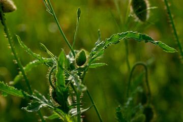 unflowered red poppies on the green plain on a beautiful summer day