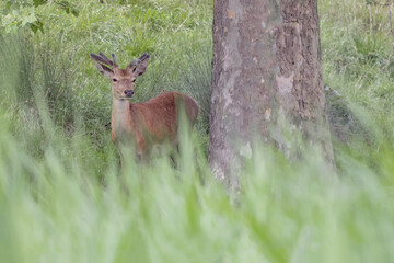 Young deer male in the woodland (Cervus elaphus)