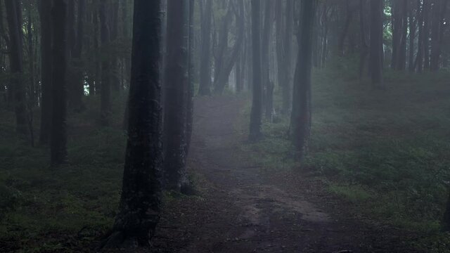 Static shot of trail in dark creepy foggy forest