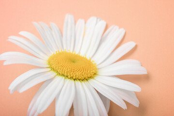 flower of the wild Daisy. close-up camomile. post card, Wallpaper concept
