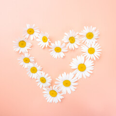 Bright chamomile flowers laid out in the shape of a heart on a pink background. The concept of vacation and summer.