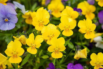 Yelloest of flowers in a flower bed