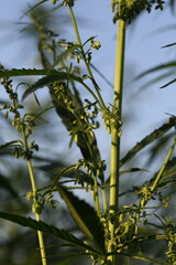 Marijuana Farm. Commercial cultivation of marijuana for pharmaceutical needs. Marijuana plantation. Narcotic plants in agriculture. Sativa hemp plants