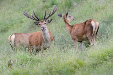 Red deer male and female at grazing in Alps region (Cervus elaphus)