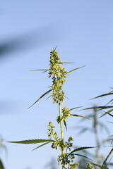 Marijuana Farm. Commercial cultivation of marijuana for pharmaceutical needs. Marijuana plantation. Narcotic plants in agriculture. Sativa hemp plants