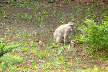 雨に濡れた野生の親子の猿