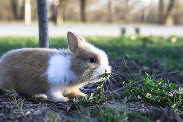 Beautiful decorative domestic rabbit on a meadow eats. A pet in the wild in the open air. Stock background for design