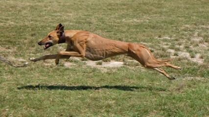 Greyhound is running  in pursuit of a mechanical hare (rabbit), stretched leg