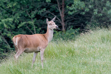 Naklejka na ściany i meble Red deer female at the edge of the forest (Cervus elaphus)