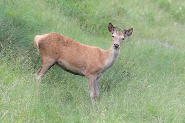 Young deer male in Alpine prairie (Cervus elaphus)