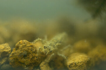 藻だらけのヤゴ