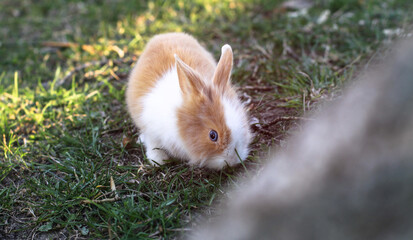 Beautiful decorative domestic rabbit on a meadow eats. A pet in the wild in the open air. Stock background for design