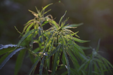 Marijuana Farm. Commercial cultivation of marijuana for pharmaceutical needs. Marijuana plantation. Narcotic plants in agriculture. Sativa hemp plants