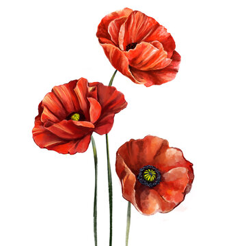 red poppy flower, art illustration painted with watercolors isolated on white background