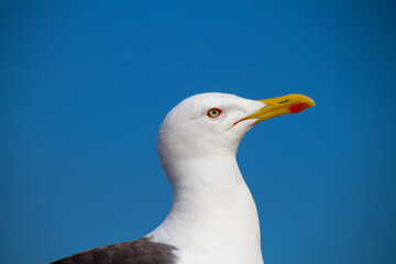 Seagull's white head and the blue sky