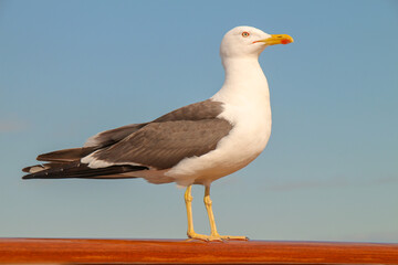 A seagull is standing on the ship'd rail