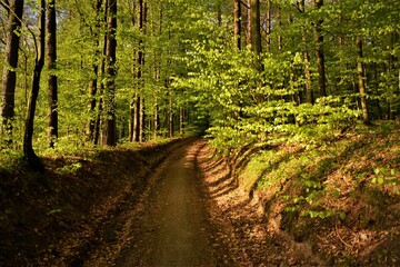 Fototapeta na wymiar leśna droga