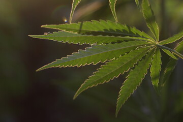 Marijuana Farm. Commercial cultivation of marijuana for pharmaceutical needs. Marijuana plantation. Narcotic plants in agriculture. Sativa hemp plants