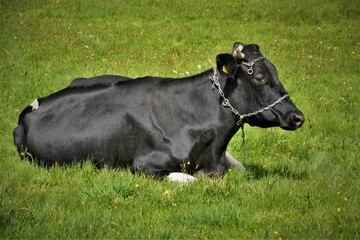 Cow © jholy