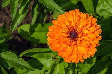 Orange flower of marigold, close up