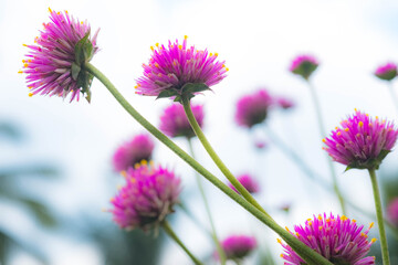 Pink grass flowers in field with bright nature background