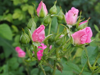 roses in the garden