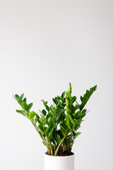 houseplant zamioculcas zamiifolia in pot over white background with copy space