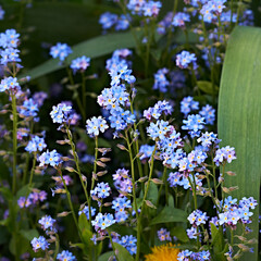 Forget-me-not. Small wild blue flowers.