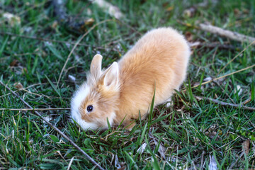 Beautiful decorative domestic rabbit on a meadow eats. A pet in the wild in the open air. Stock background for design