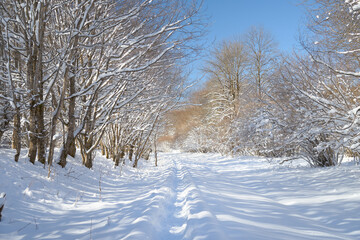 Fototapeta premium Snowy road in a mountain forest.