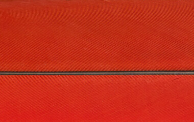 Scarlet macaw feathers in closeup