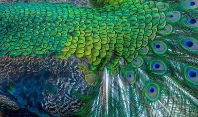 Deurstickers Blue peacock feathers in closeup © chamnan phanthong