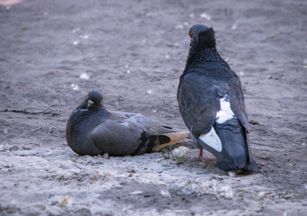 Beautiful dark pair of pigeons mating game. Birds play on the ground. Stock romantic background.