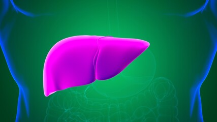 Liver 3D Illustration Human Digestive System Anatomy