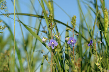 A close up of small blue flowers of Veronica chamaedrys (the germander speedwell, bird's-eye speedwell, or cat's eyes), growing in the field, bottom view