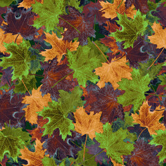 Naklejka na ściany i meble Maple green, yellow, brown leaves, hand painted watercolor illustration seamless pattern design