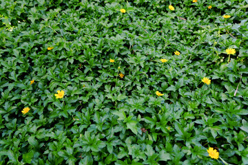orange tree with green leaves