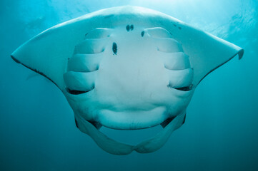 Manta ray feeding on copepods in the Hanifaru Bay area, Baa Atoll, The Maldives.