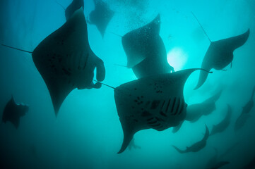 Large group of manta rays feeding on copepods in the Hanifaru Bay area, Baa Atoll, The Maldives.